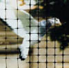 Bird Net