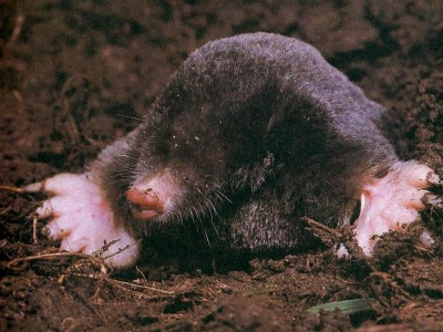 Picture of Mole