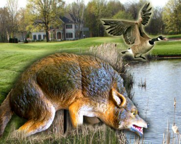 Natural Way To Get Rid Of Canadian Geese Natural Way To Get Rid Of Canadian Geese