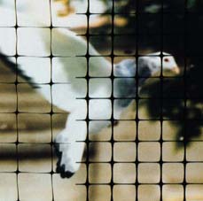 BirdNet Roost Inhibitor
